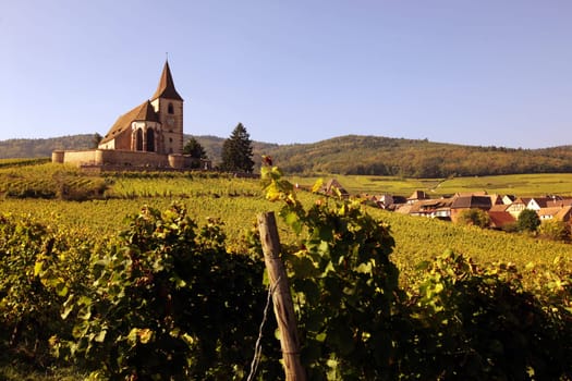 The wine Hills of the village of Hunawihr in the province of Alsace in France in Europe