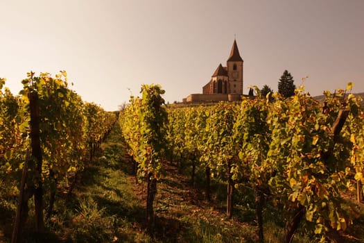 The wine Hills of the village of Hunawihr in the province of Alsace in France in Europe