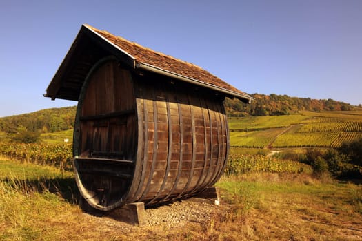 The wine Hills of the village of Rorschwihr in the province of Alsace in France in Europe