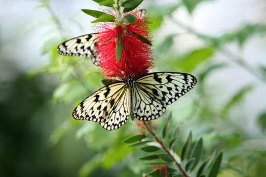 the Butterfly parc in the village of Hunawihr in the province of Alsace in France in Europe