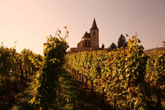 The wine Hills of the village of Hunawihr in the province of Alsace in France in Europe