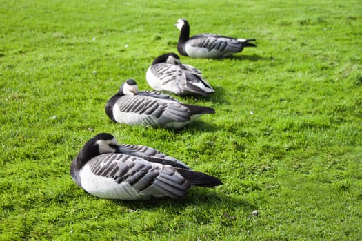 A bit of peace ... a group of nunge geese sleeping
