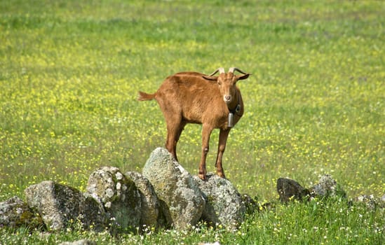 Young goats grazing at Caceres countryside, Spain