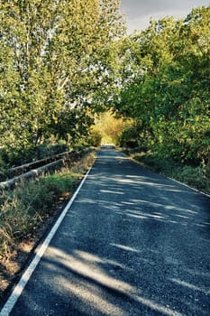 Little country road full of green and yellow black poplars, Caceres, Spain