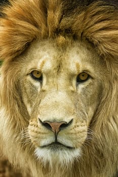 Closeup view of the head of a lion.