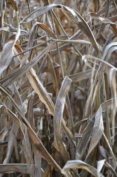 Corn plant in autumn