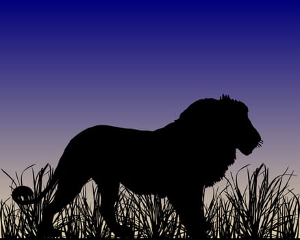 Loewe in the savannah at dawn