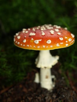 Fly agaric