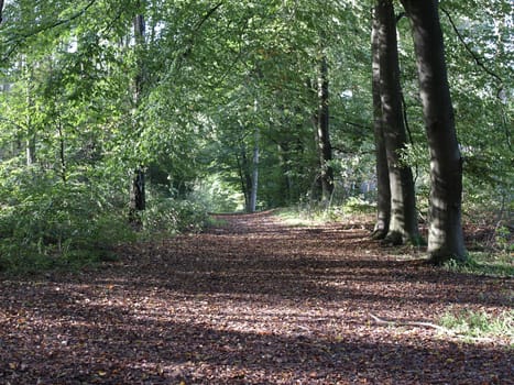 Diersfordter Wald - Round way on the Black Water