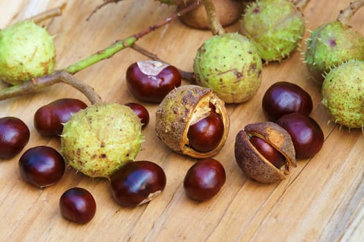 Chestnut