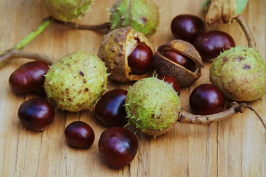 Chestnut