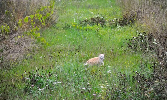 Cat on the hunt in the meadow