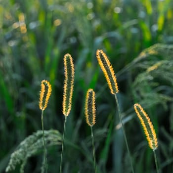 Grass in the backlight
