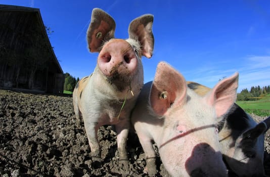 Three pigs on the farm