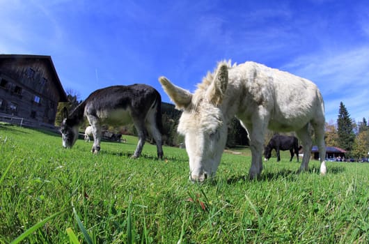 Two donkeys in the pasture