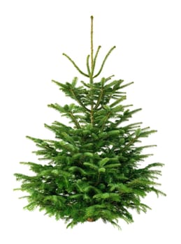 Studio recording of a fresh dense Nordmann fir on a white background