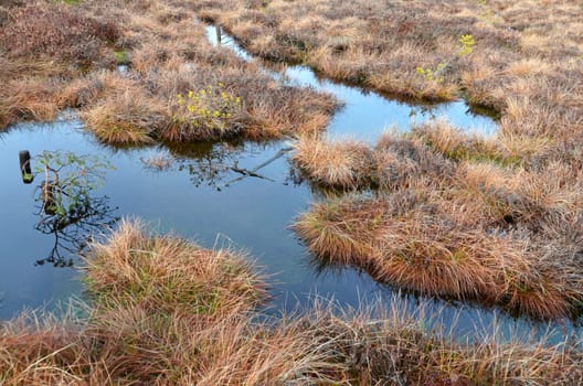 moorlandschaft