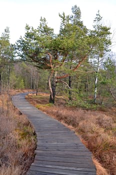 moorlandschaft