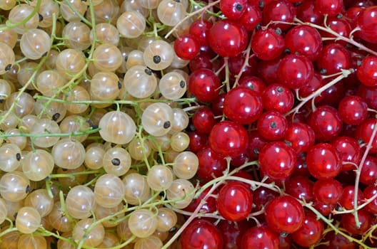 Johannisbeeren
