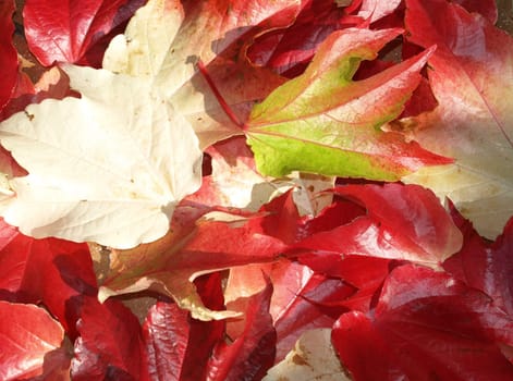 Wild vine leaves
