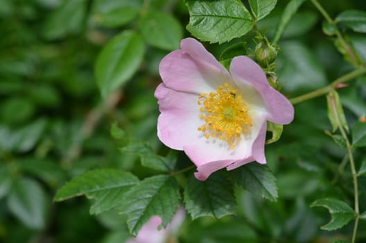 Dog rose (rose hips)