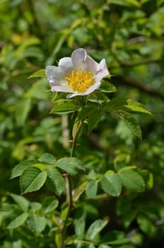 Dog rose (rose hips)
