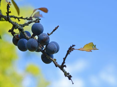 Blackthorn