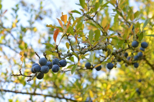 Blackthorn