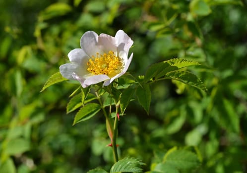 Dog rose (rose hips)