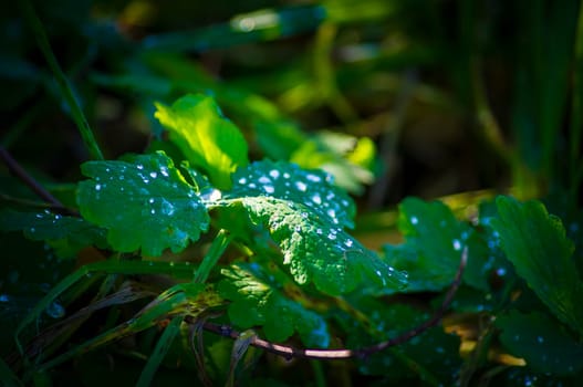 Matutinal dewdrop on a green leaf on the meadow.