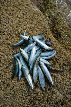 Fresh raw sardines on the beach close up