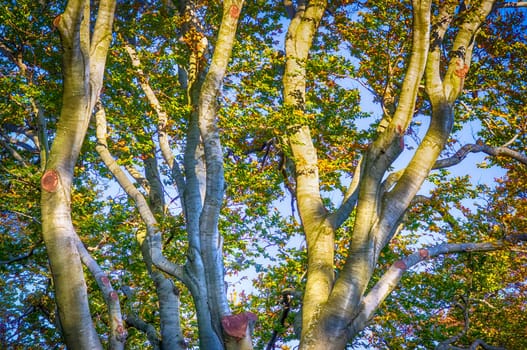 Straggly tree trunks in the summer sunshine.