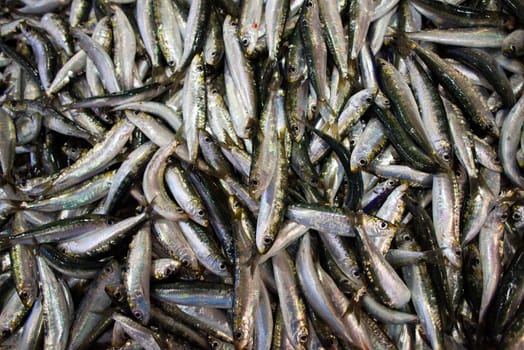 Background of fresh raw sardines close up shot