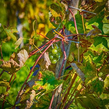 Small mellow bunch of grapes on the grapevine.