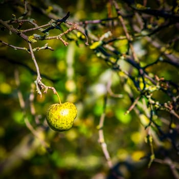 A lonely apple on the autumnal apple tree.