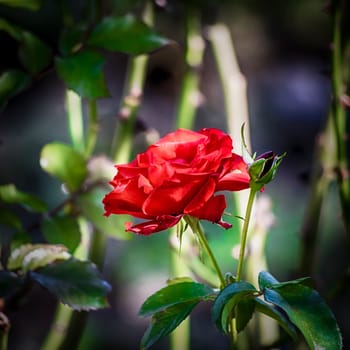 One red rose in the autumnal sunshine.