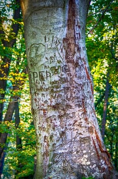 Carved messages in the tree somewhere in the forest.