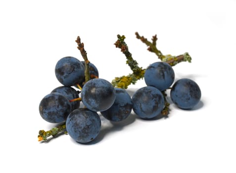 Blackthorn