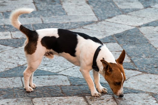 Dog sniffing in a public place a