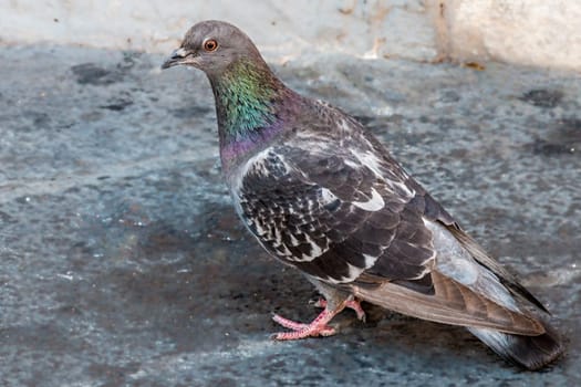Very beautiful Pigeon on a street locking the photographer