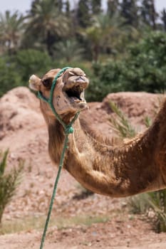 Camel in Marrakech,Morocco carries a harnes and saddle for transport and use as a load animal to carry loads