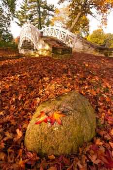 sunny autumn day in the park