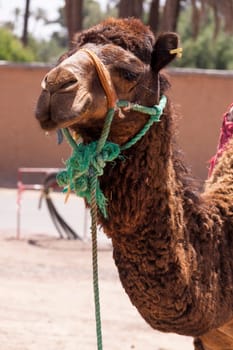 Camel in Marrakech,Morocco carries a harnes and saddle for transport and use as a load animal to carry loads