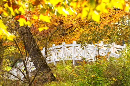 sunny autumn day in the park
