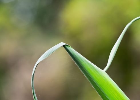 Leaf of reeds