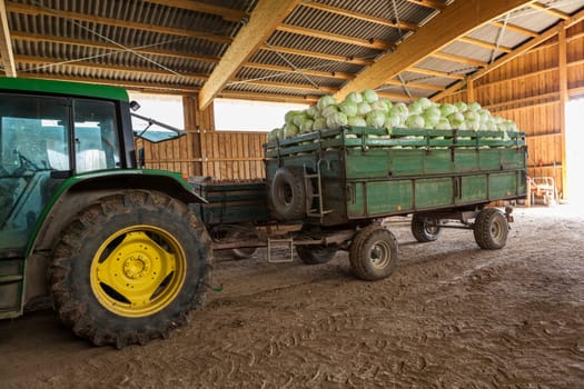Freshly harvested potatoes and cabbage on a trailer in a barn on a farm