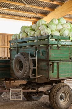 Freshly harvested potatoes and cabbage on a trailer in a barn on a farm