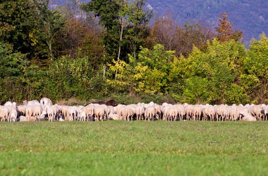 herd of sheeps in eating some grass on the horizon