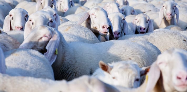 a graze with sheeps that wants to come to light