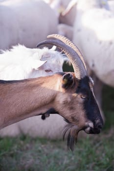 goat looking for another good bite of grass